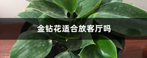 金钻花适合放客厅吗