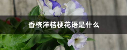 香槟洋桔梗花语是什么