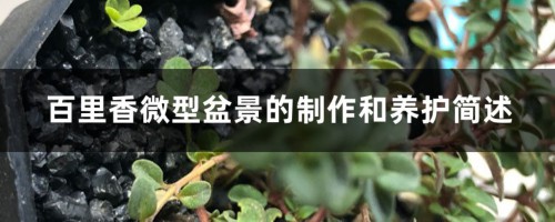 百里香微型盆景的制作和养护简述